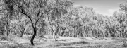 The Charred Tree