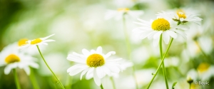 High Key Daisies-L1010810