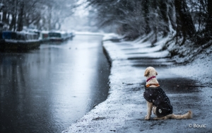 Snow Hound