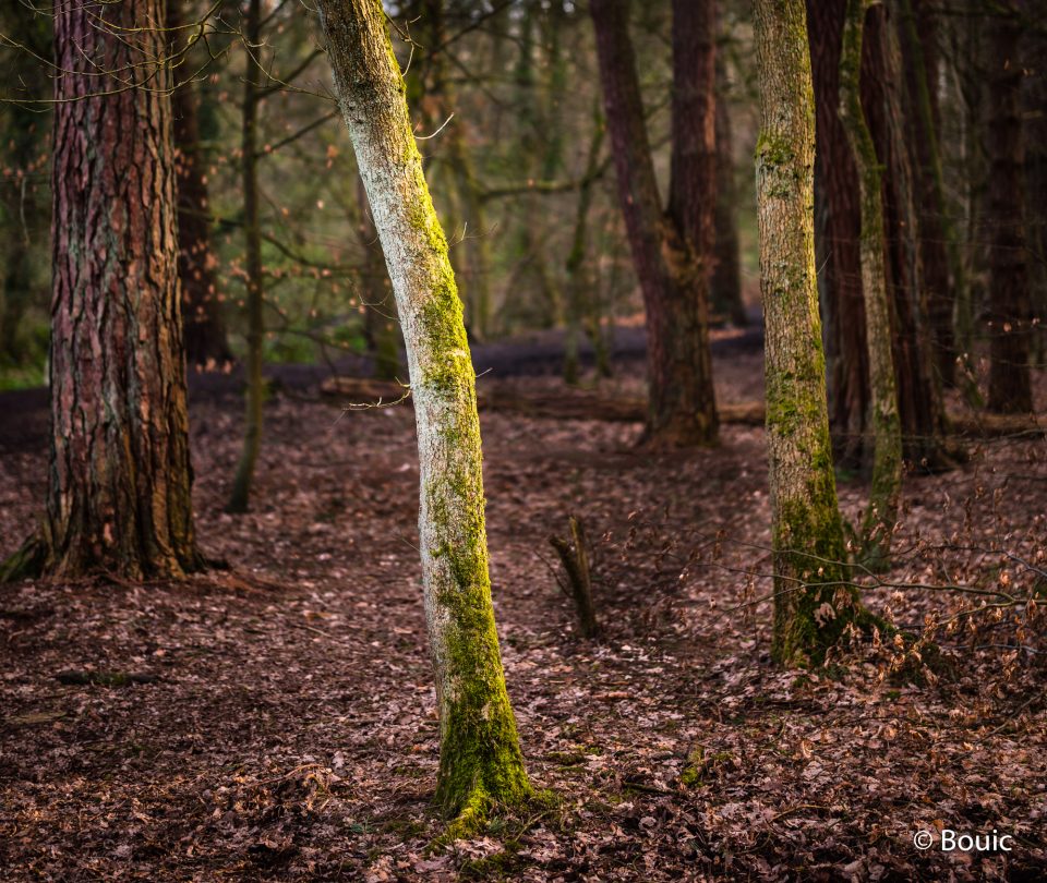 Evening Light, Duxbury Wood